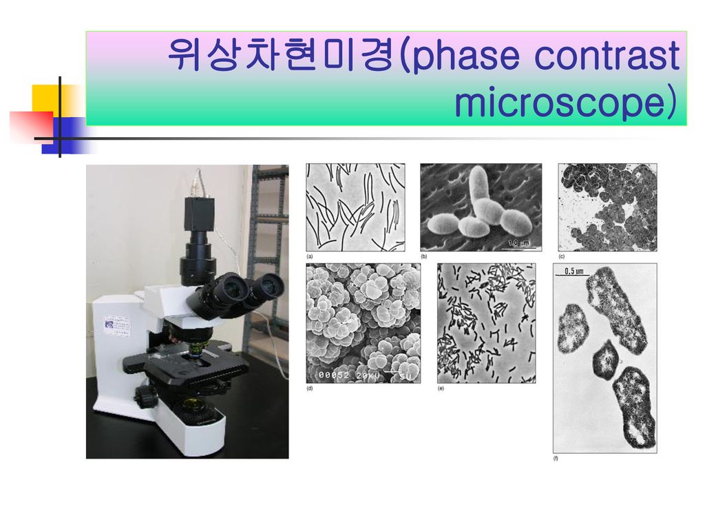 위상차현미경(phase contrast microscope)