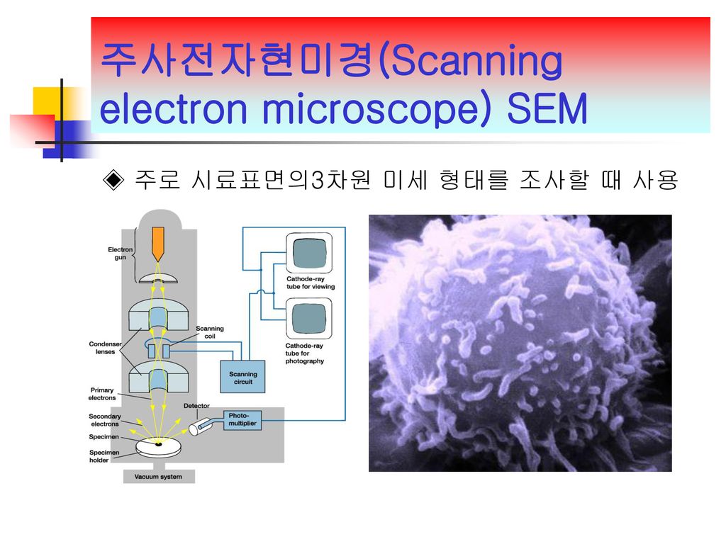 주사전자현미경(Scanning electron microscope) SEM