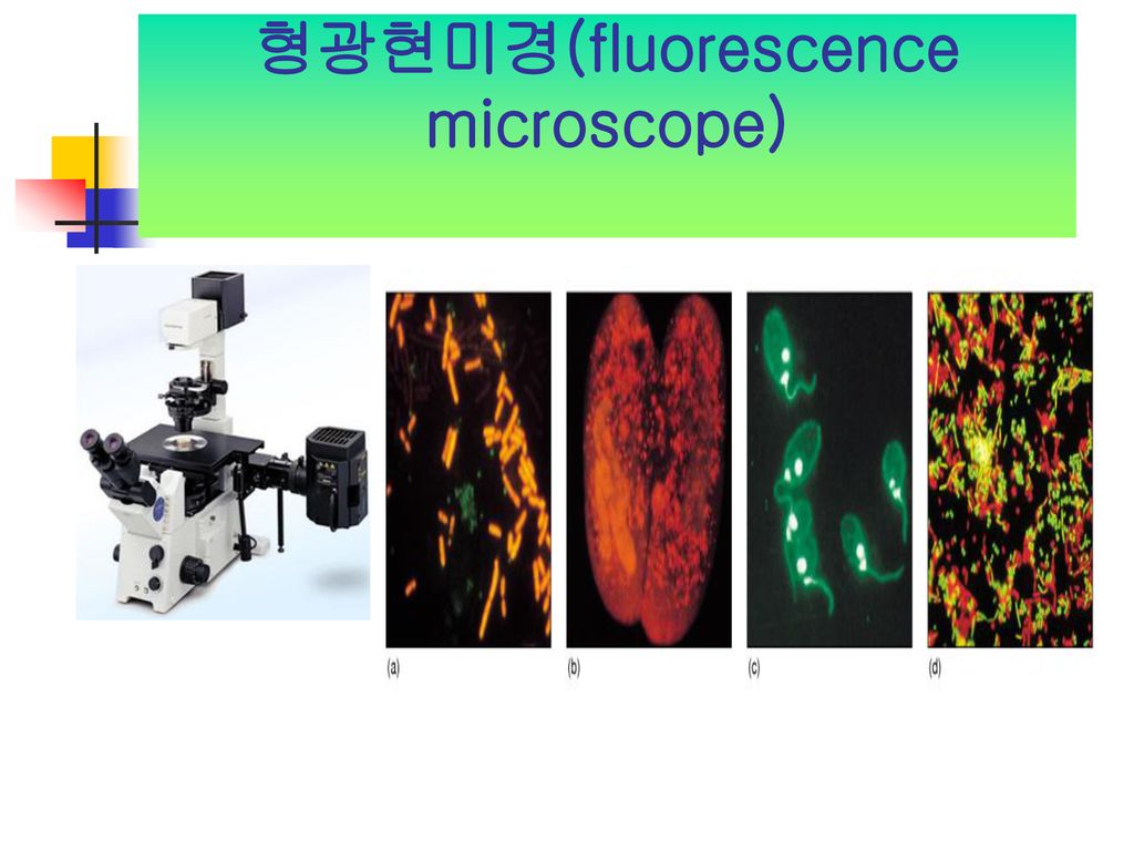 형광현미경(fluorescence microscope)