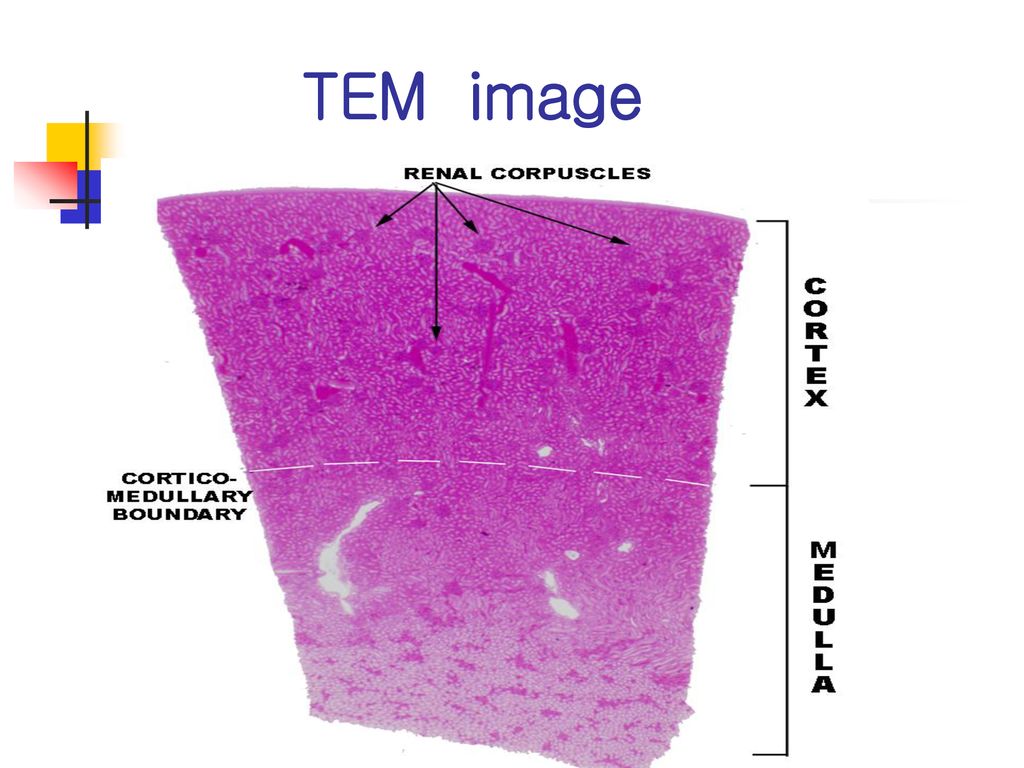 TEM image Cortex, Medulla, and Renal