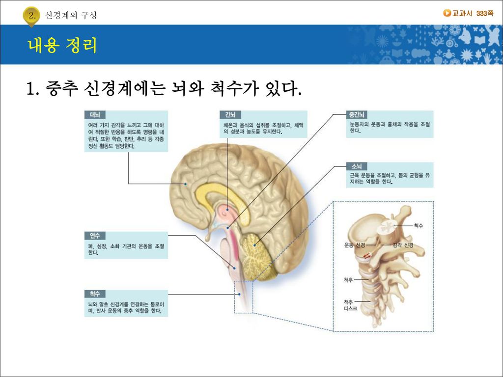 2. 신경계의 구성 교과서 333쪽 내용 정리 1. 중추 신경계에는 뇌와 척수가 있다.