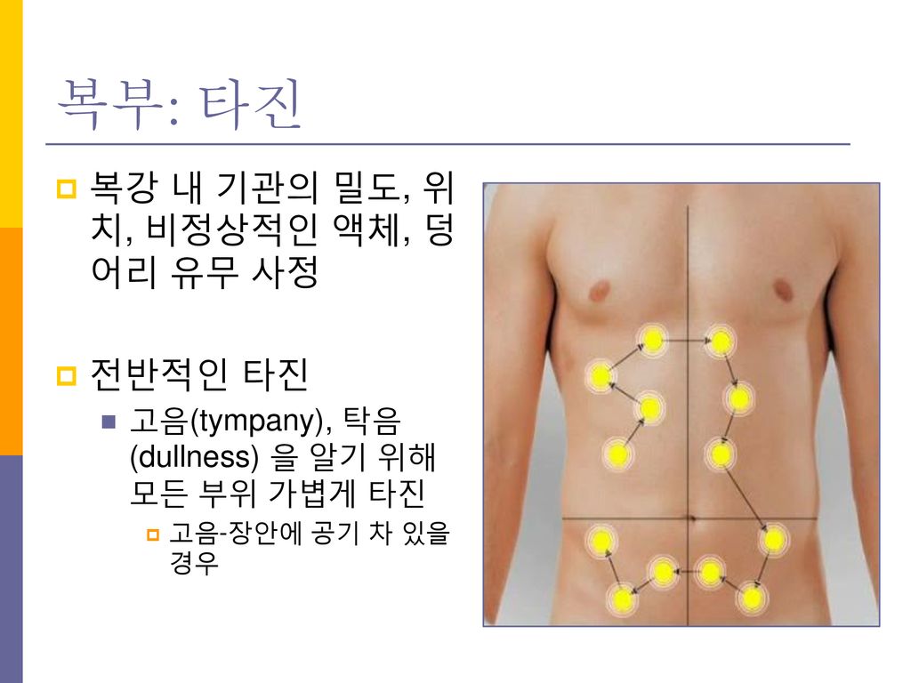 복부: 타진 복강 내 기관의 밀도, 위치, 비정상적인 액체, 덩어리 유무 사정 전반적인 타진