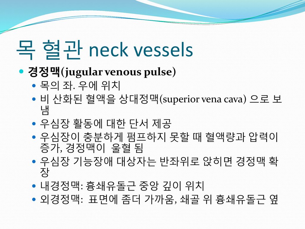 목 혈관 neck vessels 경정맥(jugular venous pulse) 목의 좌. 우에 위치