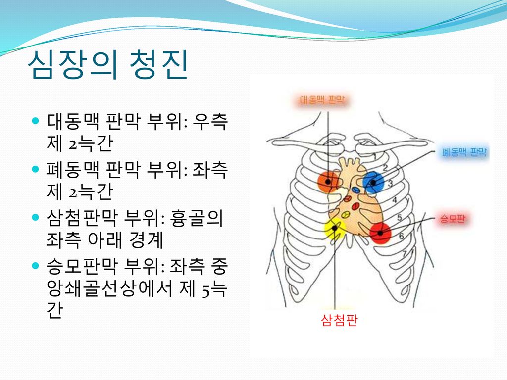 심장의 청진 대동맥 판막 부위: 우측 제 2늑간 폐동맥 판막 부위: 좌측 제 2늑간 삼첨판막 부위: 흉골의 좌측 아래 경계