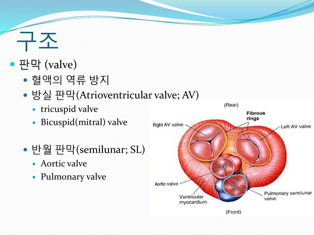 구조 판막 (valve) 혈액의 역류 방지 방실 판막(Atrioventricular valve; AV)