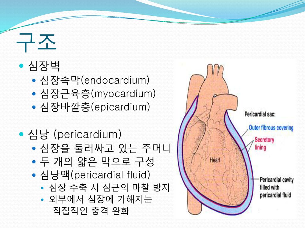 구조 심장벽 심낭 (pericardium) 심장속막(endocardium) 심장근육층(myocardium)