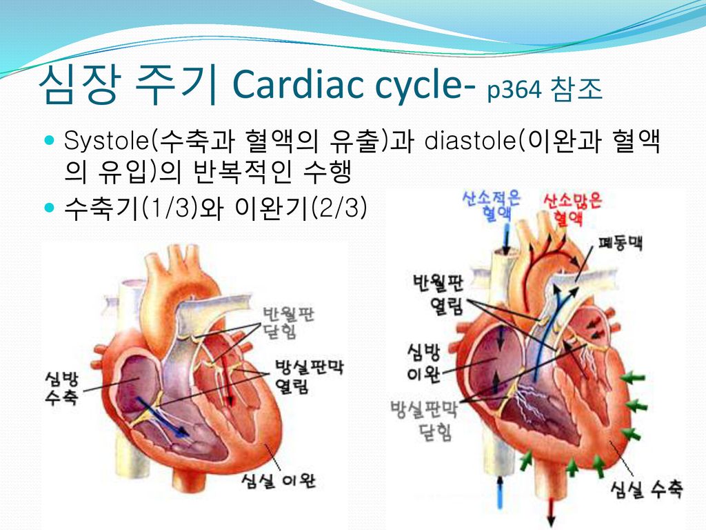 심장 주기 Cardiac cycle- p364 참조