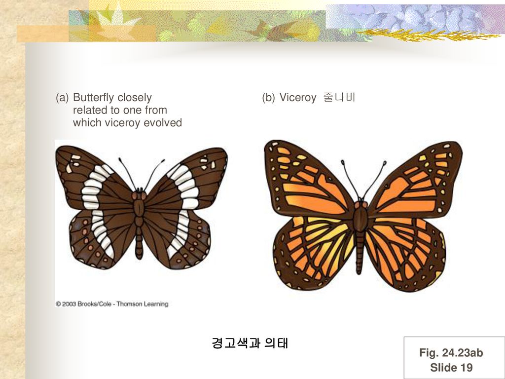 경고색과 의태 (a) Butterfly closely related to one from