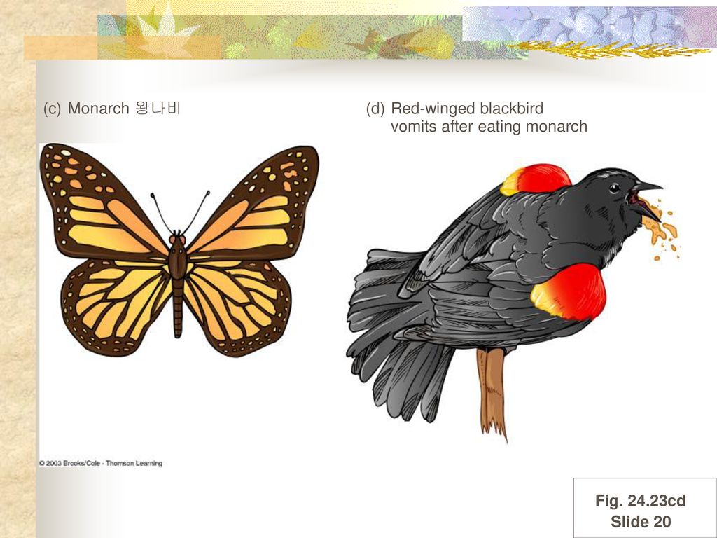 (c) Monarch 왕나비 (d) Red-winged blackbird vomits after eating monarch Fig cd
