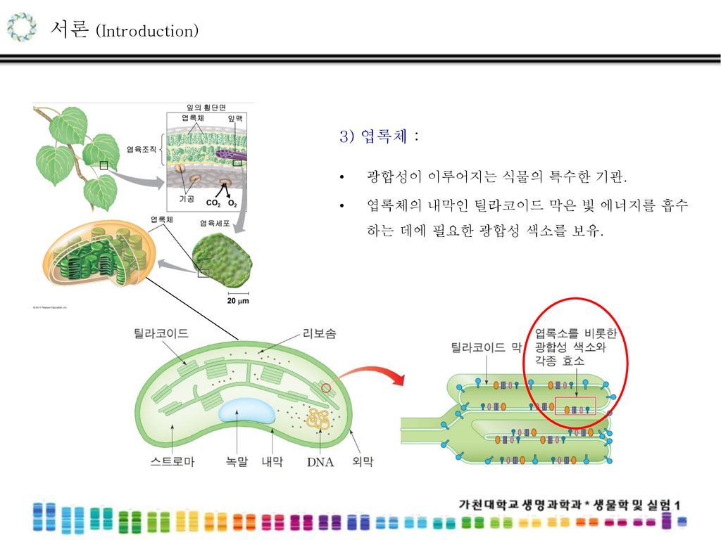 서론 (Introduction) 3) 엽록체 : 광합성이 이루어지는 식물의 특수한 기관.