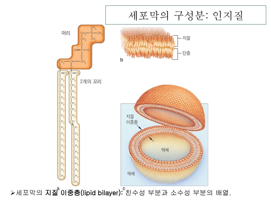 세포막의 구성분: 인지질 세포막의 지질 이중층(lipid bilayer): 친수성 부분과 소수성 부분의 배열.