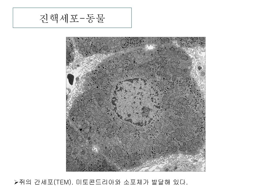 진핵세포-동물 쥐의 간세포(TEM). 미토콘드리아와 소포체가 발달해 있다.