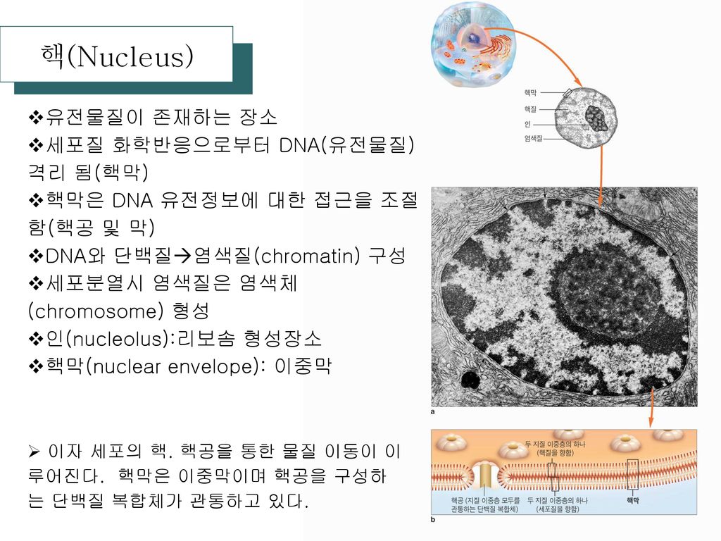 핵(Nucleus) 유전물질이 존재하는 장소 세포질 화학반응으로부터 DNA(유전물질)격리 됨(핵막)