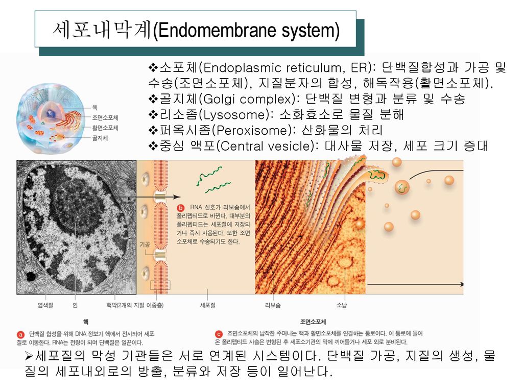 세포내막계(Endomembrane system)