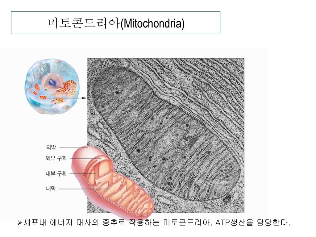 미토콘드리아(Mitochondria)