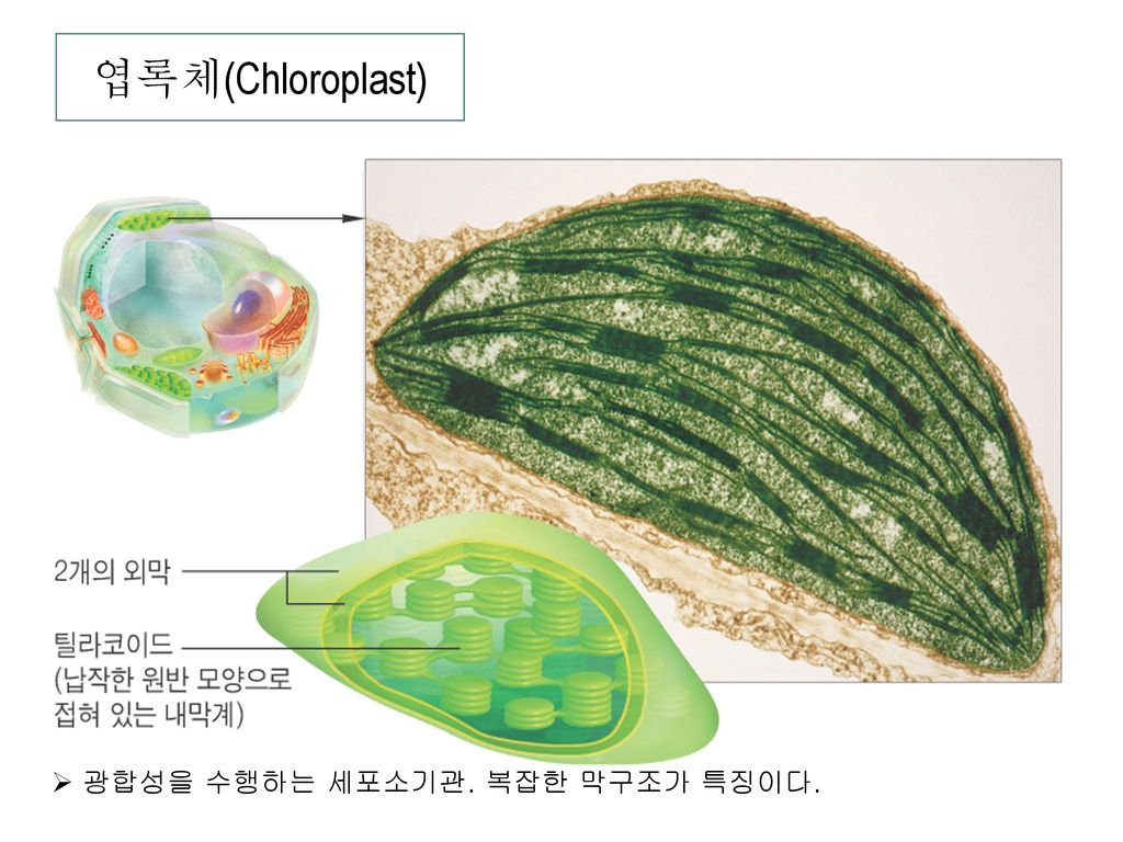 엽록체(Chloroplast) 광합성을 수행하는 세포소기관. 복잡한 막구조가 특징이다.