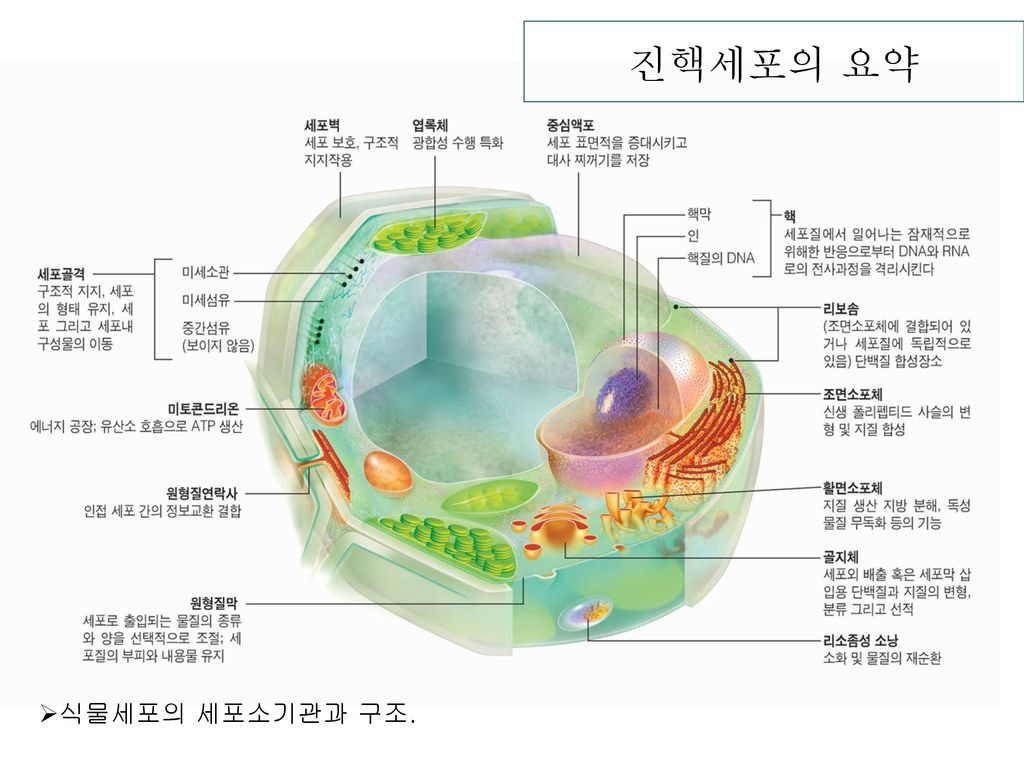 진핵세포의 요약 식물세포의 세포소기관과 구조.