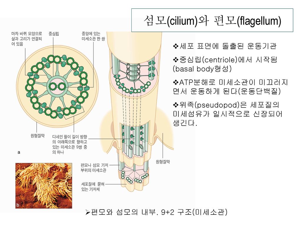 섬모(cilium)와 편모(flagellum)