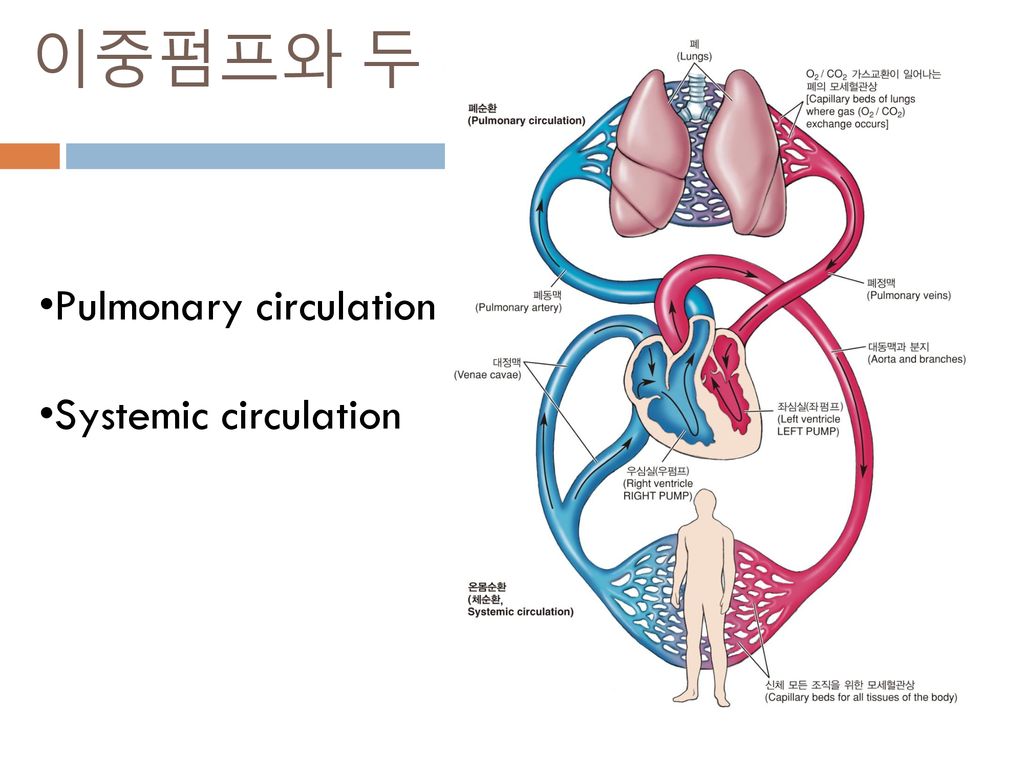 이중펌프와 두 개의 순환 Pulmonary circulation Systemic circulation