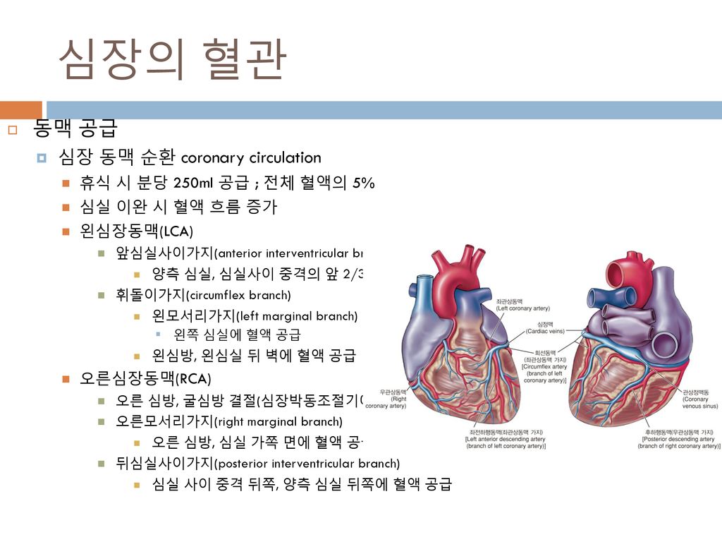 심장의 혈관 동맥 공급 심장 동맥 순환 coronary circulation