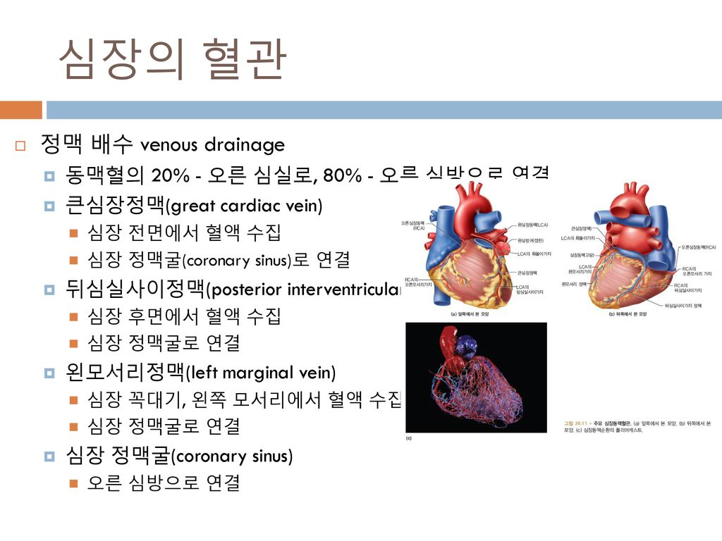 심장의 혈관 정맥 배수 venous drainage 동맥혈의 20% - 오른 심실로, 80% - 오른 심방으로 연결