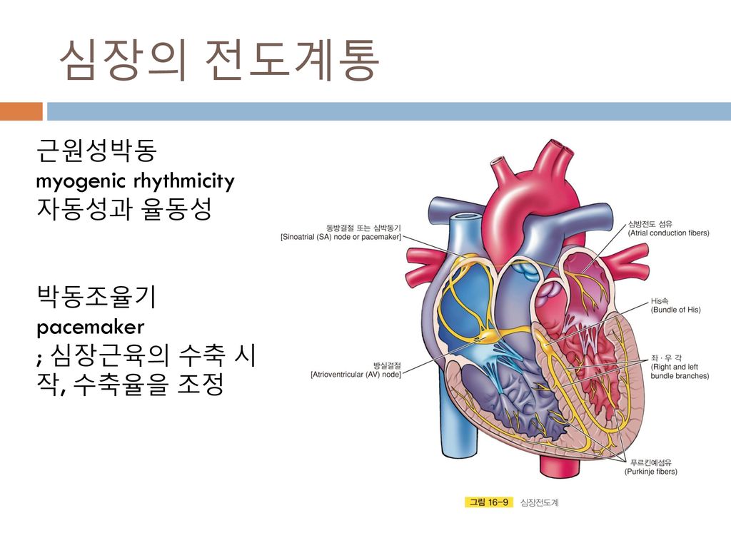 심장의 전도계통 근원성박동 myogenic rhythmicity 자동성과 율동성 박동조율기 pacemaker