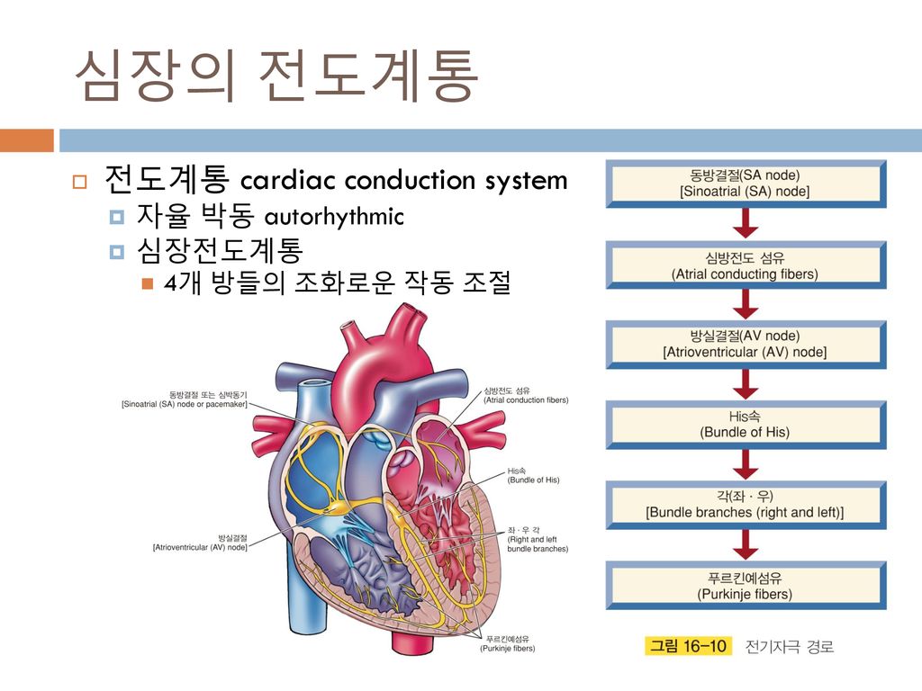 심장의 전도계통 전도계통 cardiac conduction system 자율 박동 autorhythmic 심장전도계통