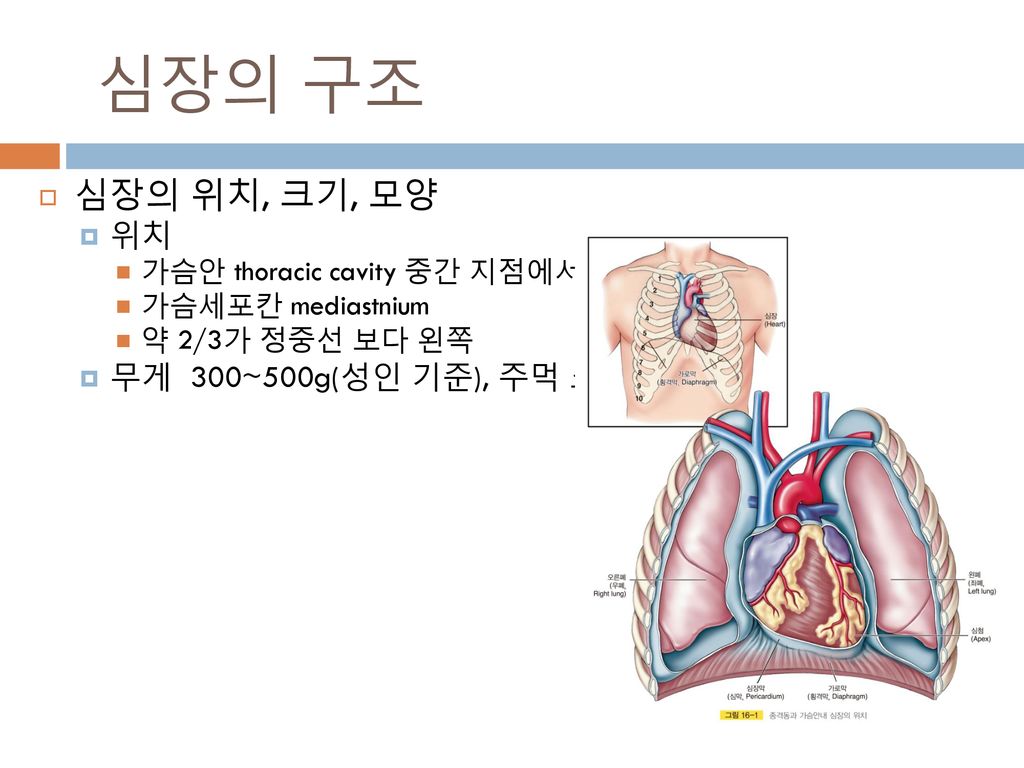 심장의 구조 심장의 위치, 크기, 모양 위치 무게 300~500g(성인 기준), 주먹 크기