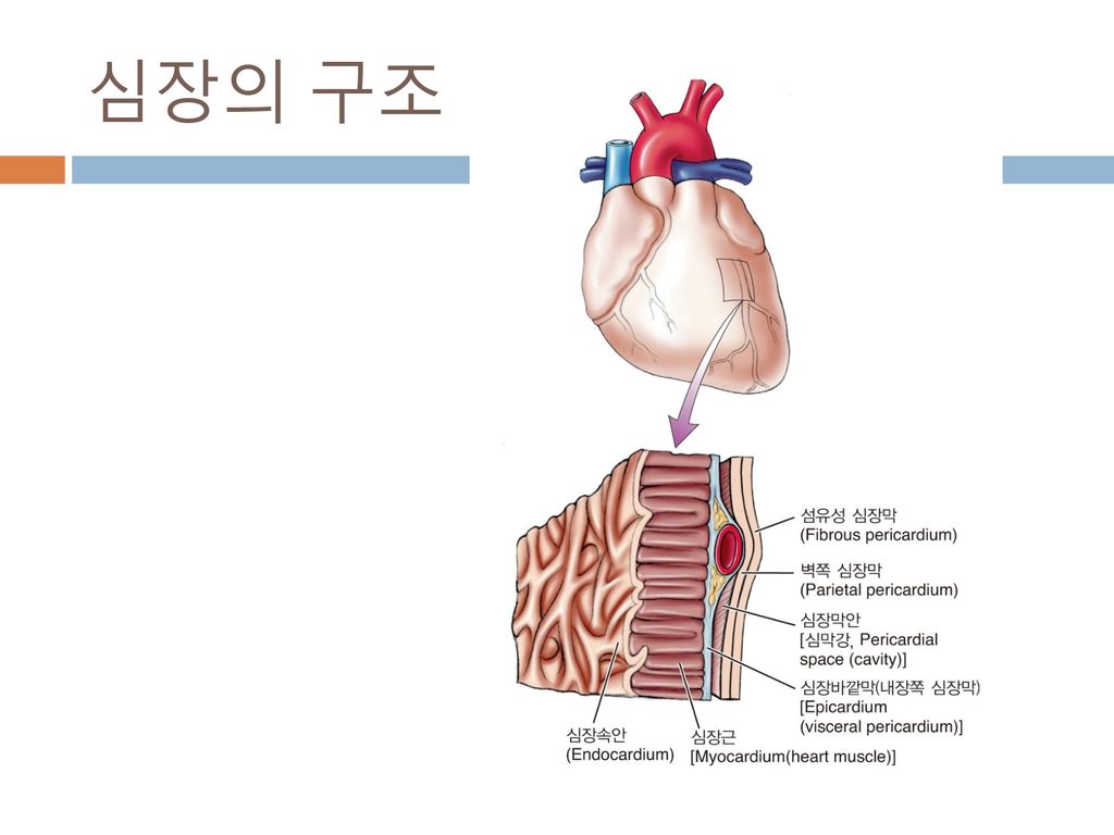 심장의 구조