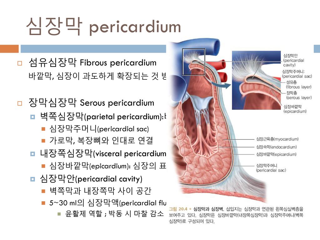 심장막 pericardium 섬유심장막 Fibrous pericardium 장막심장막 Serous pericardium