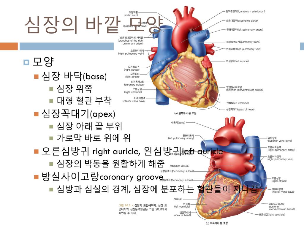 심장의 바깥 모양 모양 심장 바닥(base) 심장꼭대기(apex)