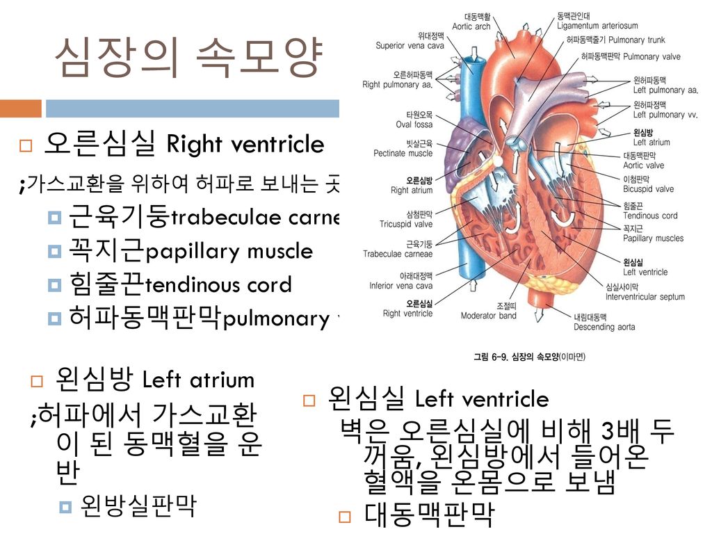 심장의 속모양 오른심실 Right ventricle ;가스교환을 위하여 허파로 보내는 곳 왼심방 Left atrium