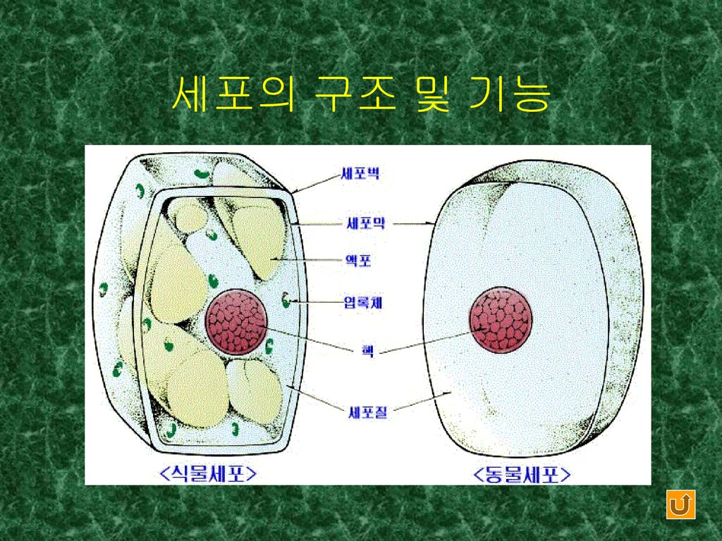 세포의 구조 및 기능