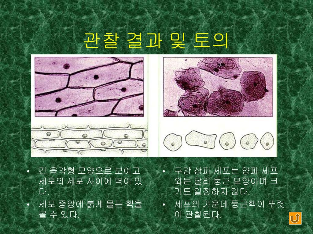 관찰 결과 및 토의 긴 육각형 모양으로 보이고 세포와 세포 사이에 벽이 있다. 세포 중앙에 붉게 물든 핵을 볼 수 있다.