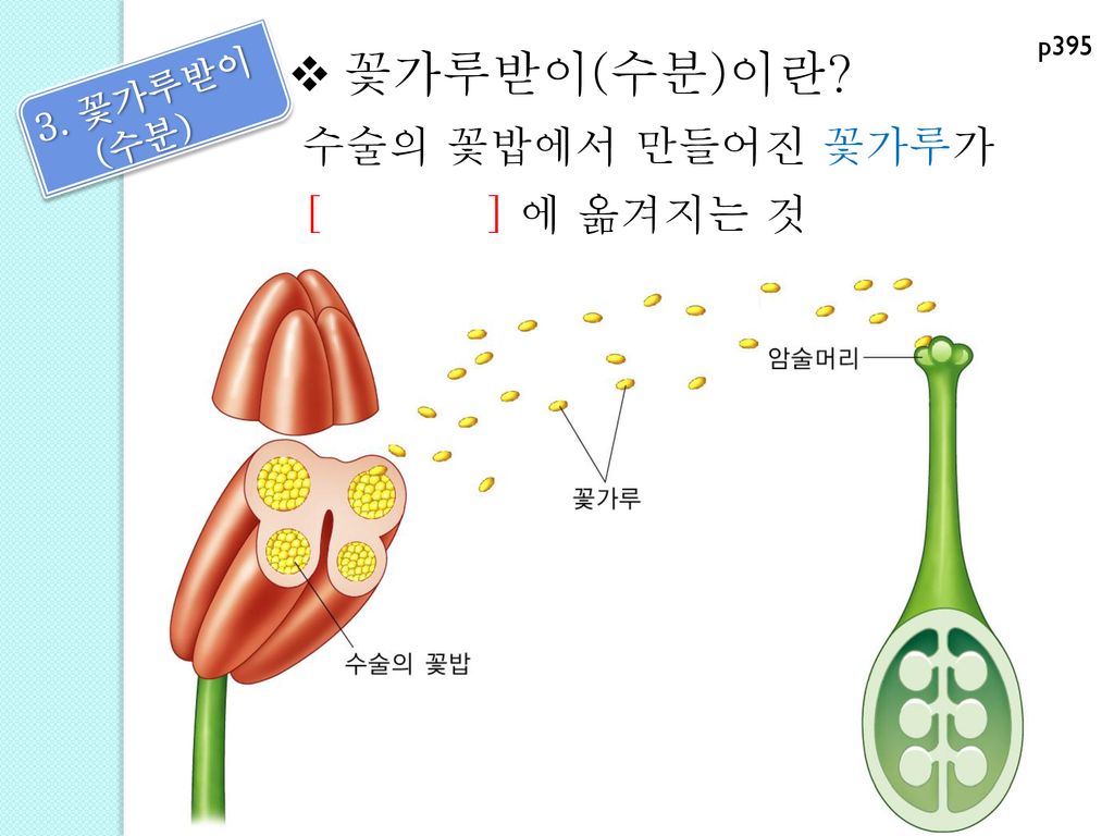 꽃가루받이(수분)이란 수술의 꽃밥에서 만들어진 꽃가루가 [ ] 에 옮겨지는 것 p 꽃가루받이 (수분)