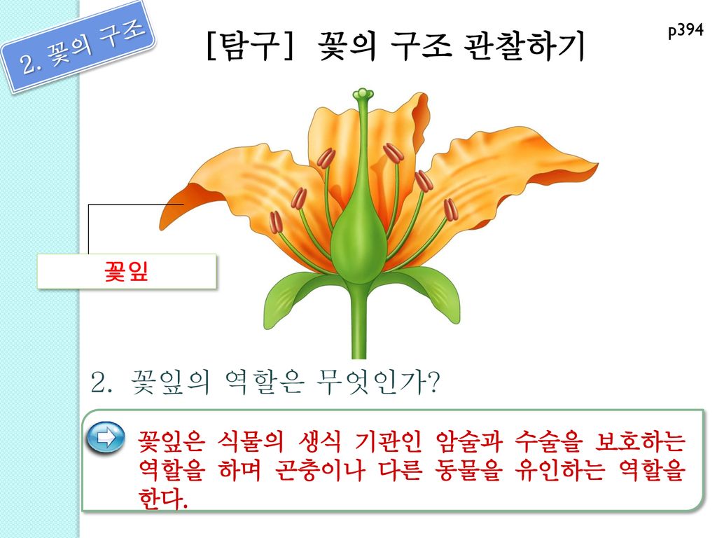 [탐구] 꽃의 구조 관찰하기 2. 꽃의 구조 2. 꽃잎의 역할은 무엇인가 꽃잎
