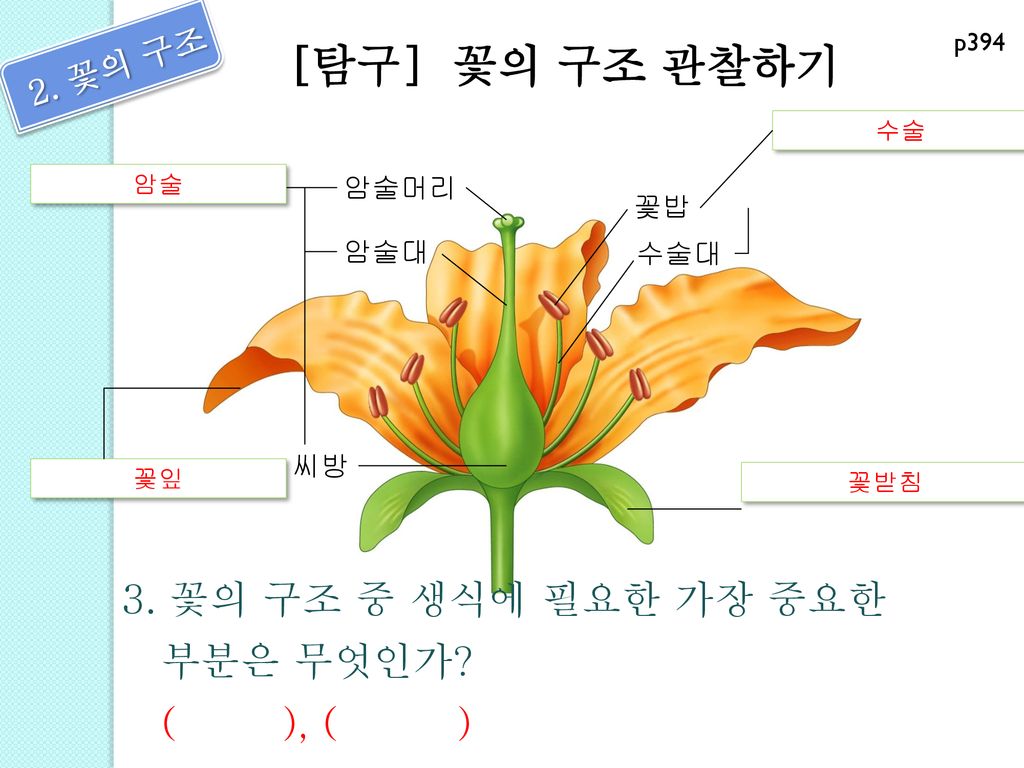 [탐구] 꽃의 구조 관찰하기 2. 꽃의 구조 3. 꽃의 구조 중 생식에 필요한 가장 중요한 부분은 무엇인가 ( ), ( )