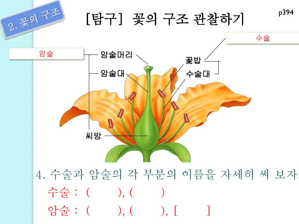 [탐구] 꽃의 구조 관찰하기 2. 꽃의 구조 4. 수술과 암술의 각 부분의 이름을 자세히 써 보자. 수술 : ( ), ( )
