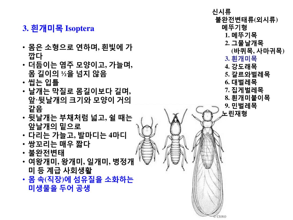 농 림 해 충학 식물보호기사 입문과정을 위한 농림수산검역검사본부 식물검역기술개발센터 농업연구사 이 흥 식 - Ppt Download