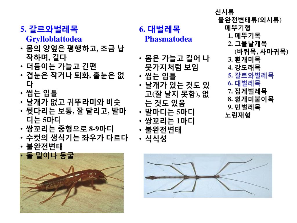 농 림 해 충학 식물보호기사 입문과정을 위한 농림수산검역검사본부 식물검역기술개발센터 농업연구사 이 흥 식 - Ppt Download