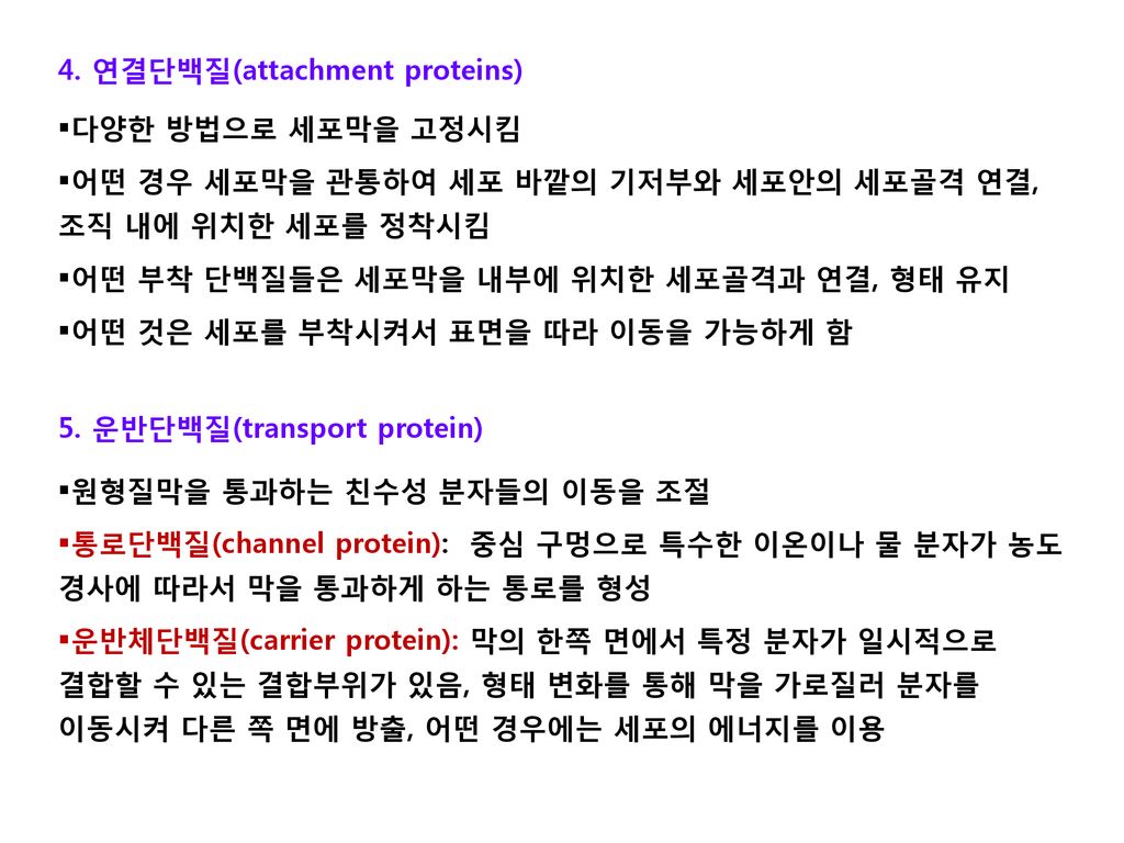 4. 연결단백질(attachment proteins)