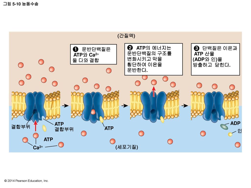 (간질액) 운반단백질은 ATP와 Ca2 둘 다와 결합 ATP의 에너지는 운반단백질의 구조를 변화시키고 막을 횡단하여 이온을