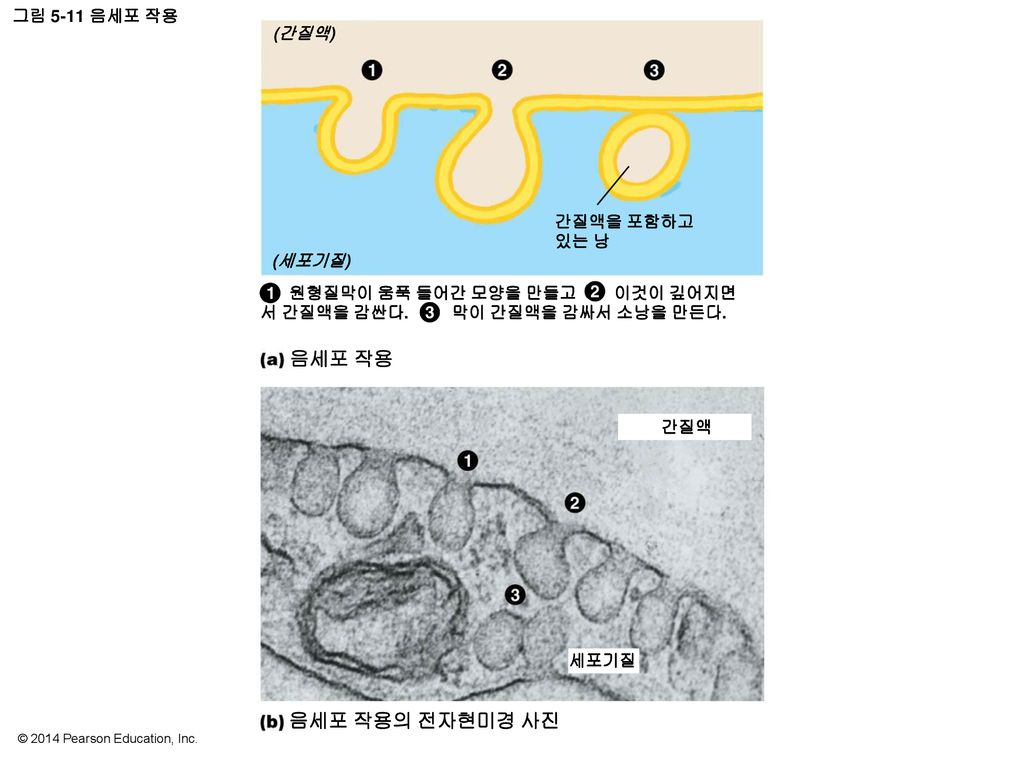 음세포 작용 음세포 작용의 전자현미경 사진 그림 5-11 음세포 작용 (간질액) 간질액을 포함하고 있는 낭 (세포기질)