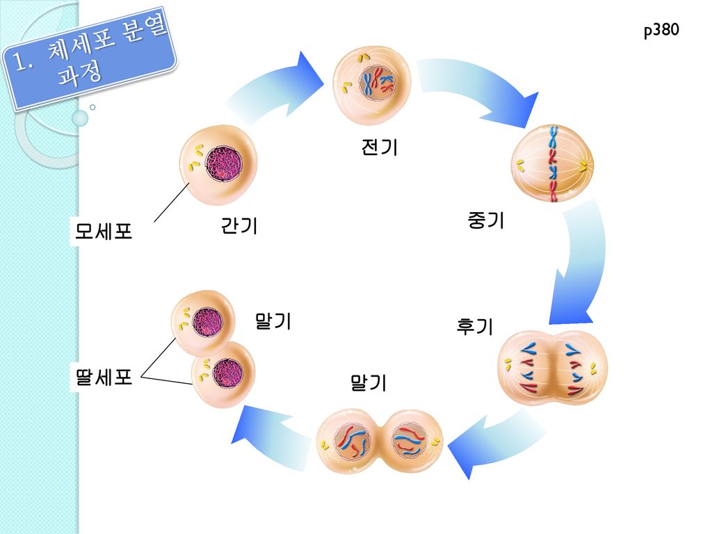 p380 체세포 분열 과정 전기 중기 간기 모세포 말기 후기 딸세포 말기