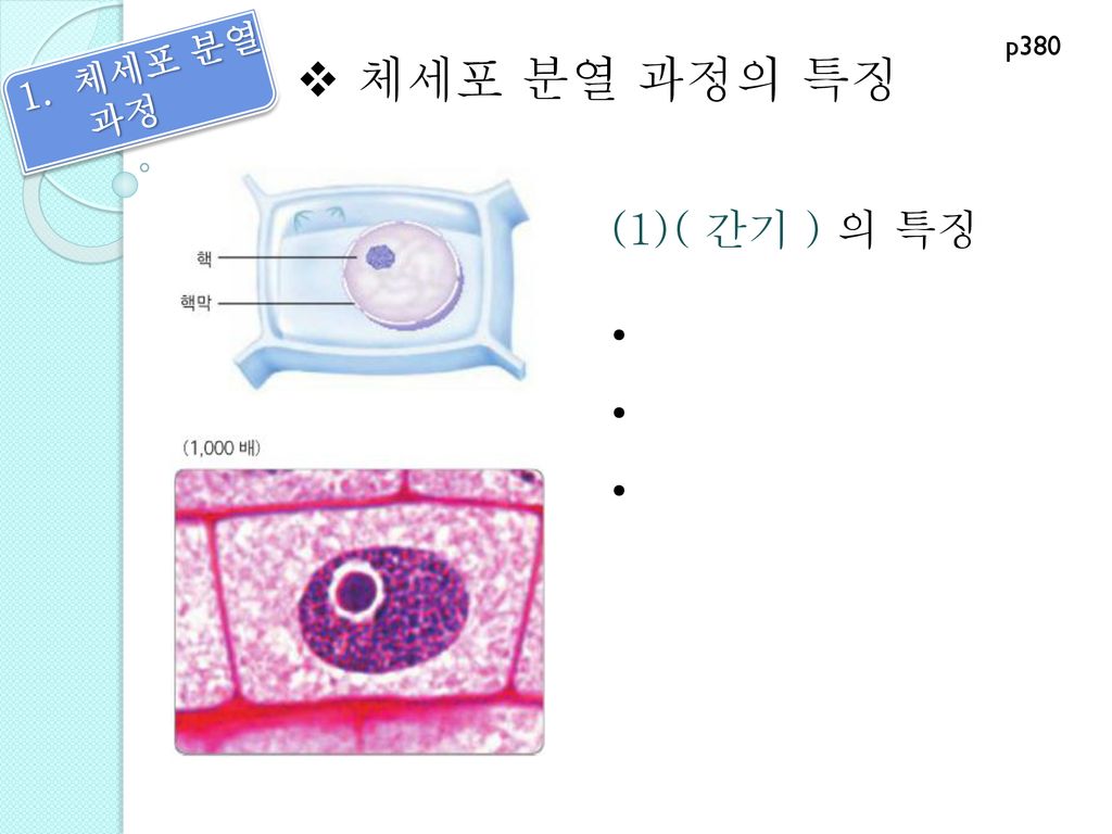 p380 체세포 분열 과정 체세포 분열 과정의 특징 ( 간기 ) 의 특징 •