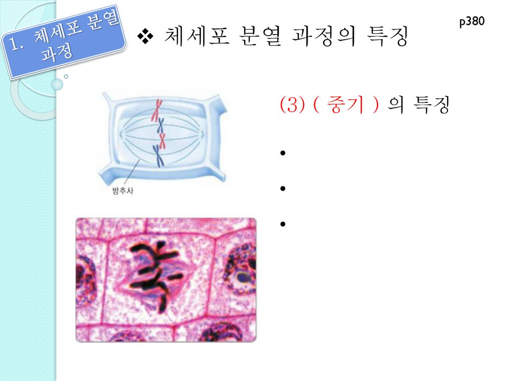 p380 체세포 분열 과정 체세포 분열 과정의 특징 (3) ( 중기 ) 의 특징 •