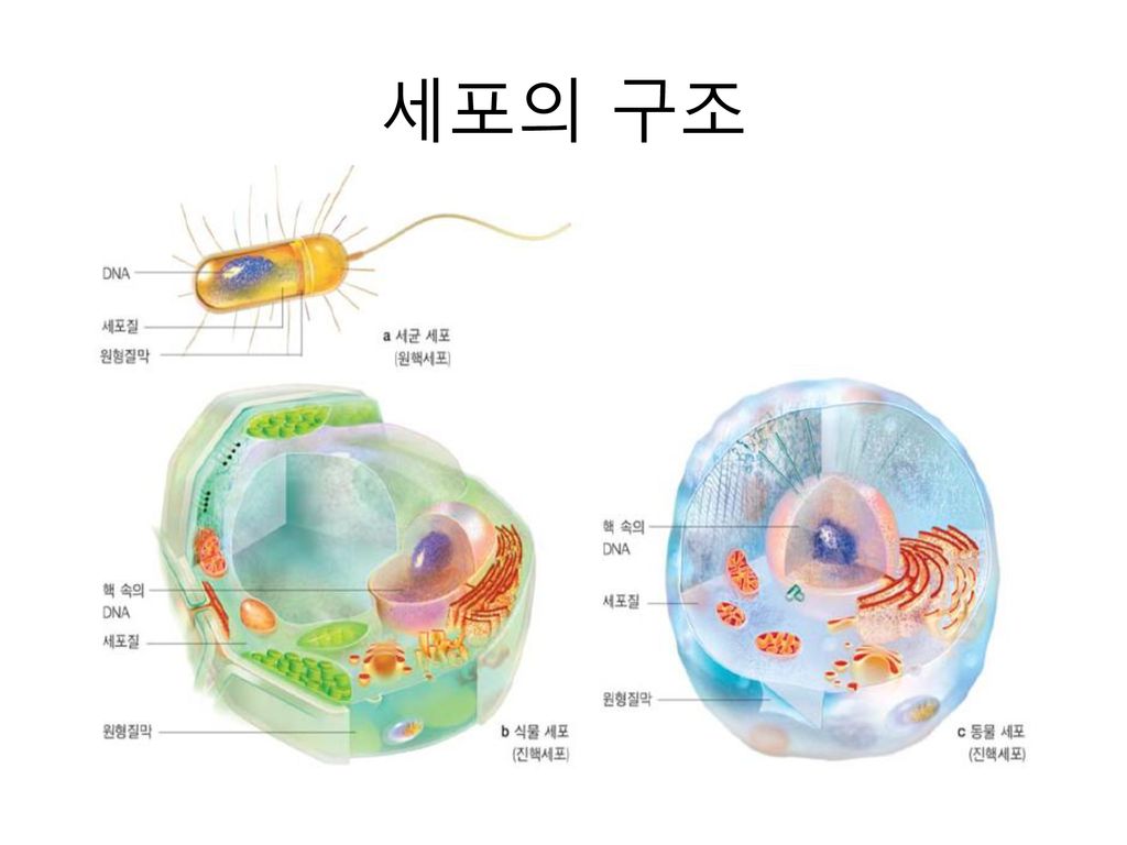 실험목적 1. 현미경을 이용하여 동물세포를 관찰한다. 2. 동물세포의 구조와 그 명칭을 안다. - Ppt Download