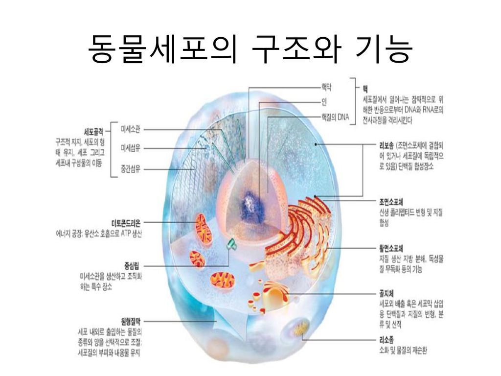 실험목적 1 현미경을 이용하여 동물세포를 관찰한다 2 동물세포의 구조와 그 명칭을 안다 Ppt Download