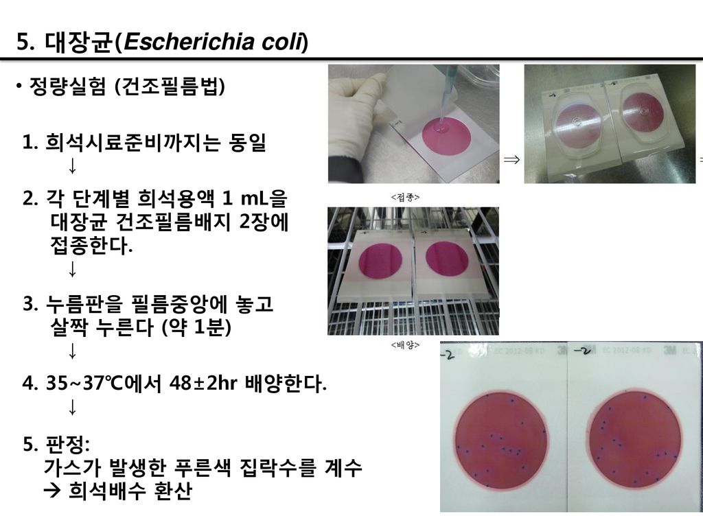 5. 대장균(Escherichia coli)