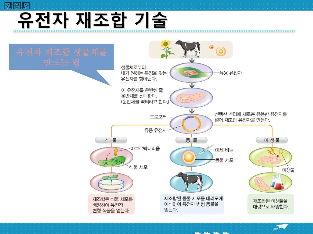 생명 기술과 미래의 기술 Vi 1 생명 기술의 세계 2 미래 기술과 통합 체험 활동 금성출판사. - Ppt Download